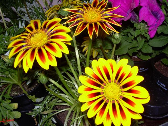 fotos-de-flores-hermosas-1.jpg