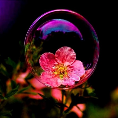 fotos-de-flores-hermosas.jpg