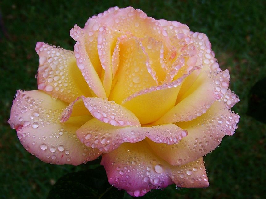 fotos-de-flores-rosa-con-gotitas-de-roc%C3%ADo-free-roses-photos.jpg