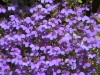 fotos-de-flores-violetas-malvas-9.jpg