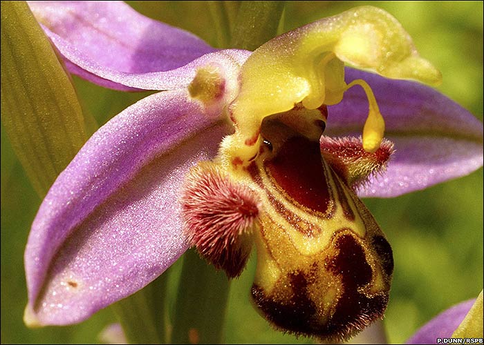 fotos-de-orquideas-raras-1.jpg