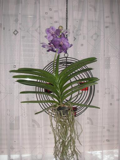 fotos de Vanda sarcanthinae006.JPG