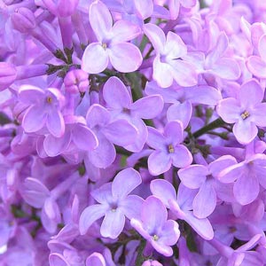 fotos-flores-lilas-p.jpg