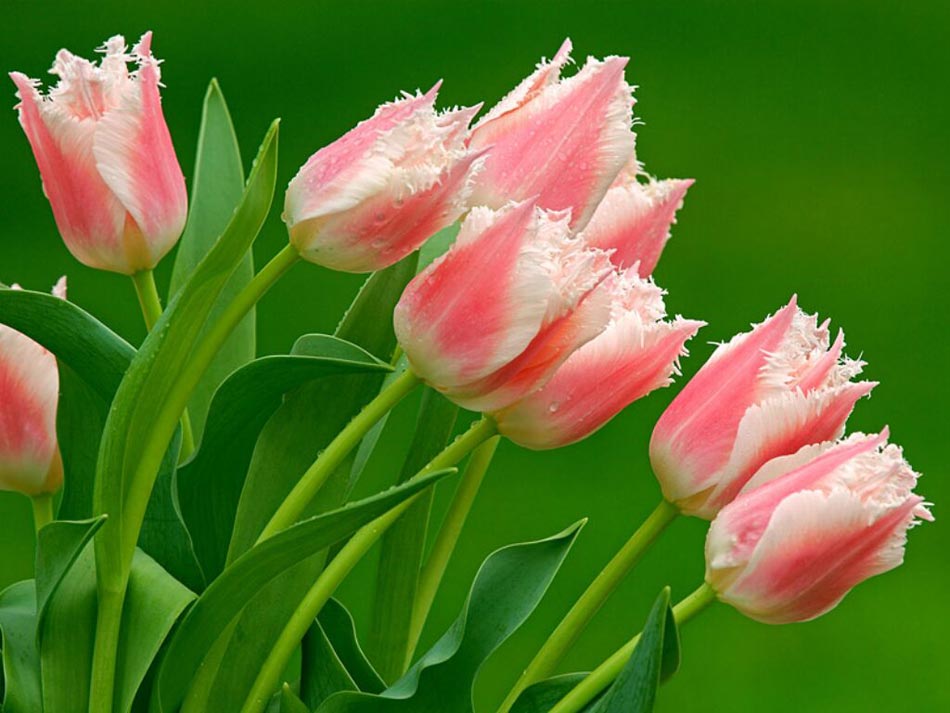 fotos-flores-tulipanes.jpg