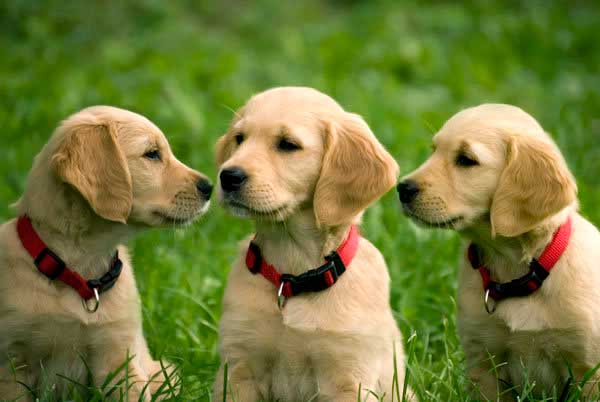 fotos+golden+retriever+puppy.jpg