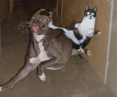 fotos-graciosas-perros-gatos-p.jpg
