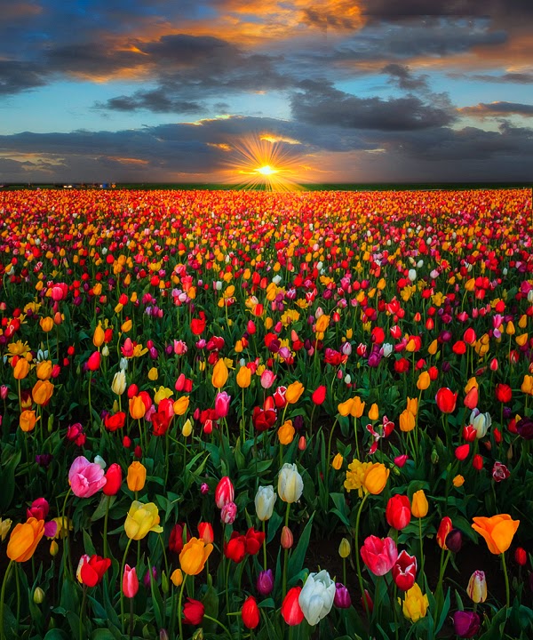 fotos-gratis-de-flores-tulipanes-de-colores-free-colorful-tulips-photos-+(21).jpg