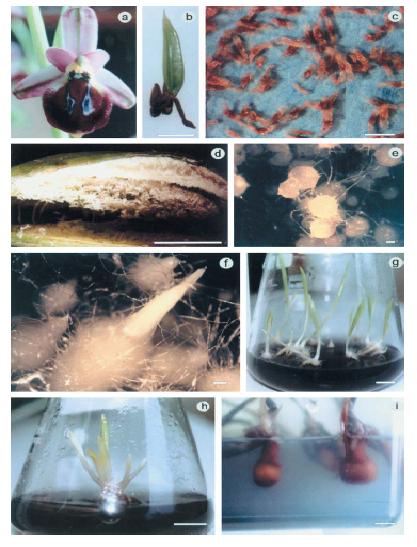 Fotos Ophrys.JPG