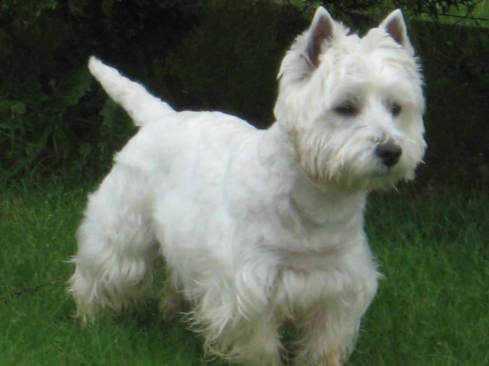 fotos-perros-westies.jpg