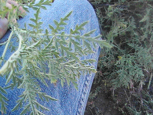 FOTOS06-05-09201.gif