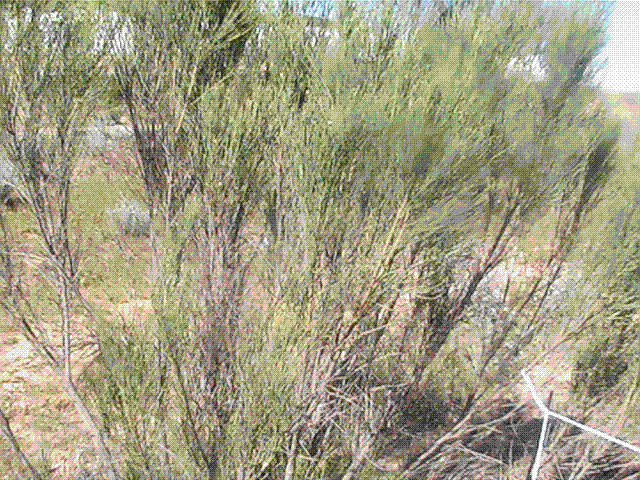 FOTOS06-05-09206.gif