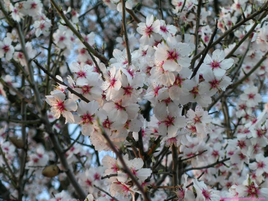 fotos_de_flores_de_almendro_03.JPG