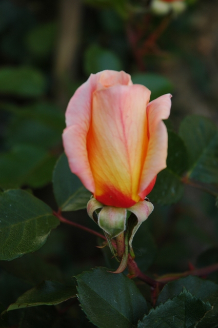 Fotos_Gur_010.jpg