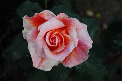 Fotos_Gur_013.jpg