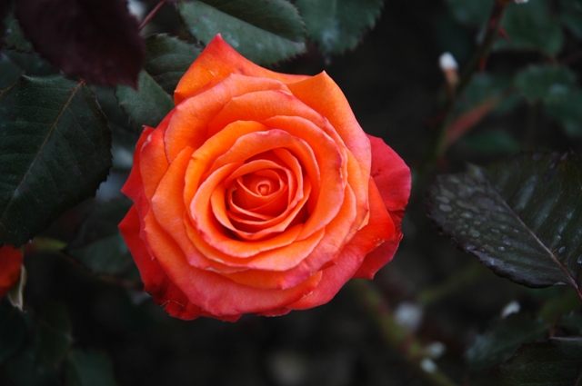 Fotos_Gur_019.jpg