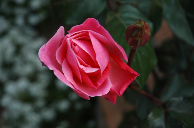 Fotos_Gur_0211.jpg