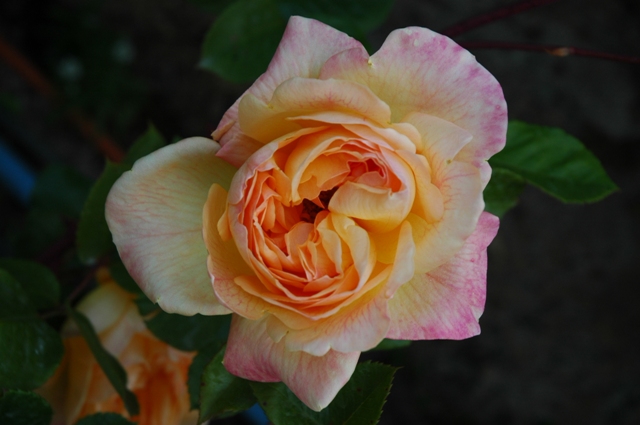Fotos_Gur_035.jpg