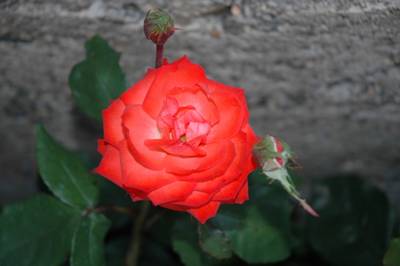 Fotos_Gur_070.jpg