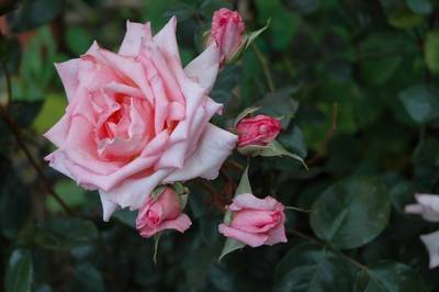 Fotos_Gur_071.jpg