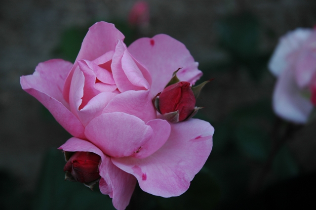 Fotos_Gur_074.jpg
