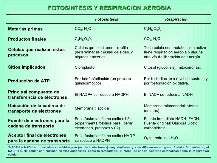 fotosintesis-resumen-3-728.jpg