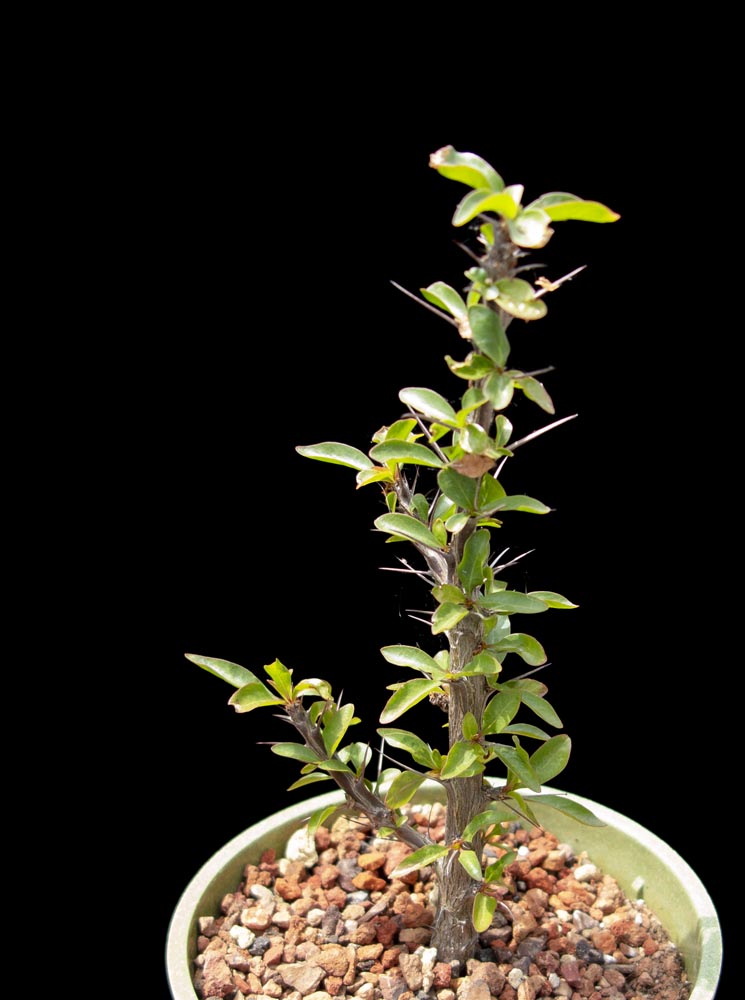 fouquieria_macdougalii5.jpg