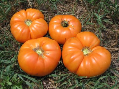 four%20big%20kellogg%27s%20breakfast%20tomatoes%20in%20grass.jpg
