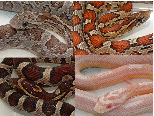 Foursome%20-%20Anery,Zigzag,Nominat,Snowmot.JPG