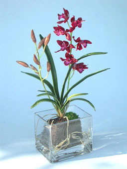 fpot-2-1170289%20Potted%20Glass%20Cymbidium%20Mini%20Red.jpg