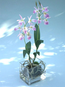 Recipientes para orquídeas
