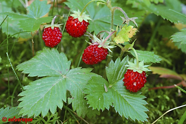 Fragaria_vesca_1+fresas+del+bosque.jpg