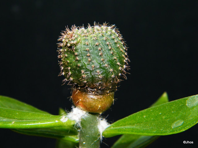 Frailea%20Castanea%2020091217.jpg