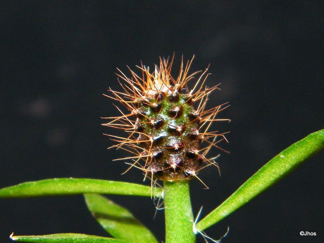 Frailea%20Curvispina%20001%2020100204.jpg