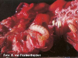 frambozenkever-2.jpg