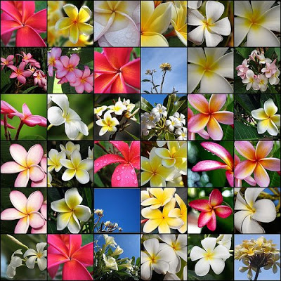 Frangipani+-+Plumeria+Flowers+Mosiac.jpg