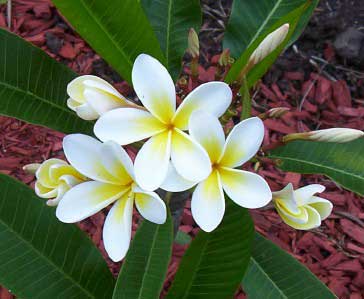 frangipani-Usuaria.jpg