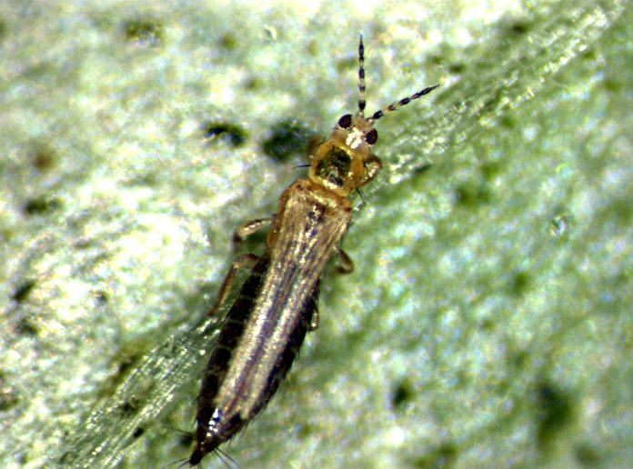 frankliniella2.jpg