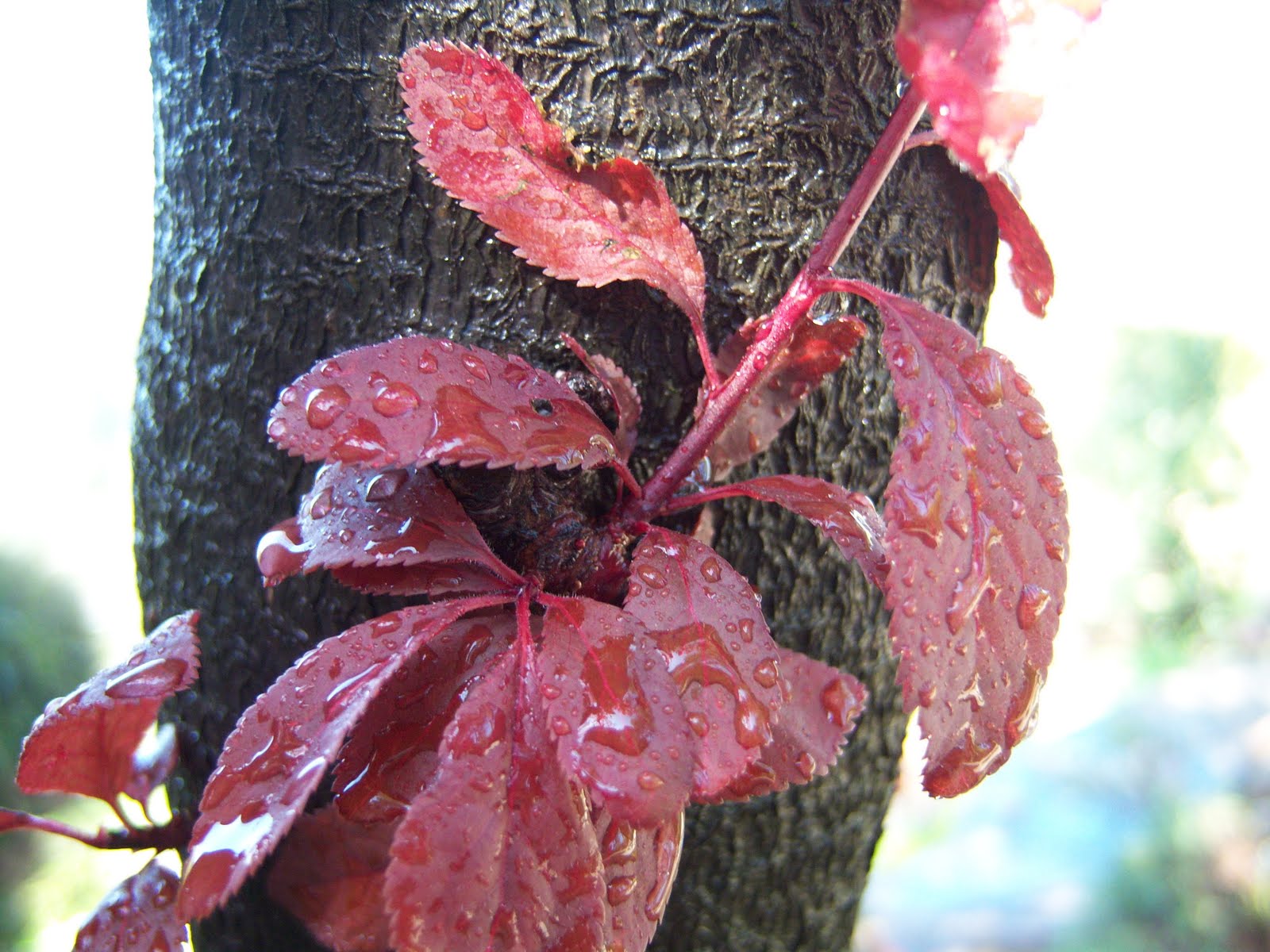 Frase%2B52%2BPrunus%2Bpisardi.JPG
