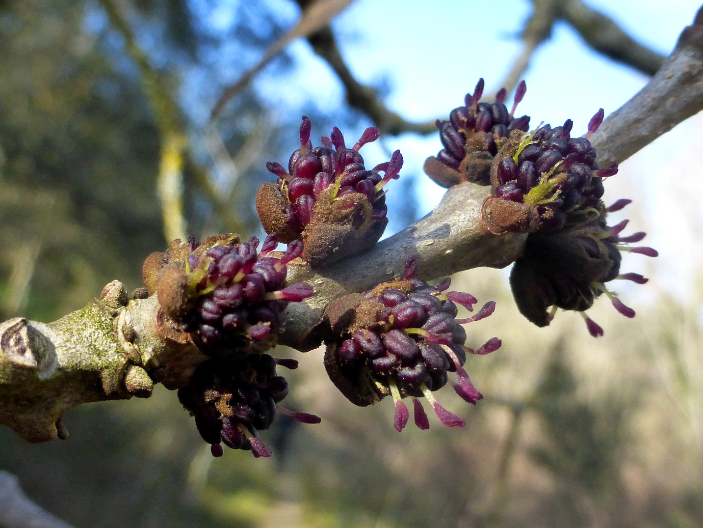 fraxinus%2Bangustifolia3.jpg