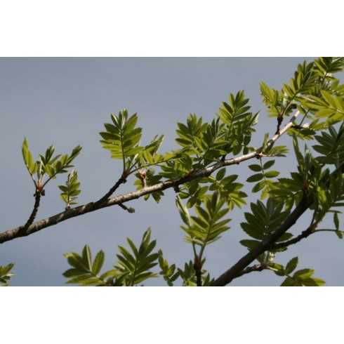 fraxinus-angustifolia-fresno-de-hoja-estrecha.jpg