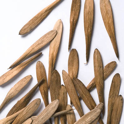 fraxinus_americana.jpg