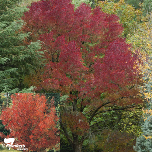 fraxinus_claret_ash.jpg
