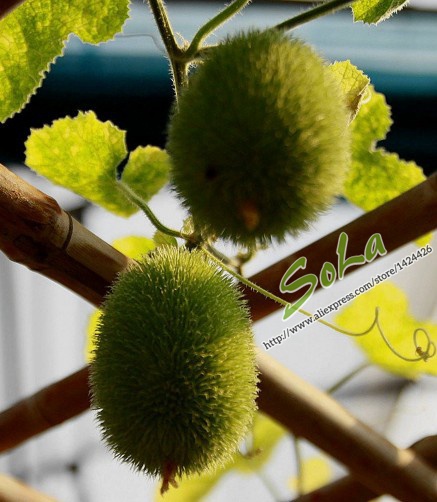 Free-Shipping-50pcs-Japan-Kawaii-font-b-Cucumber-b-font-Seeds-Vegetables-Seeds-Green-font-b.jpg