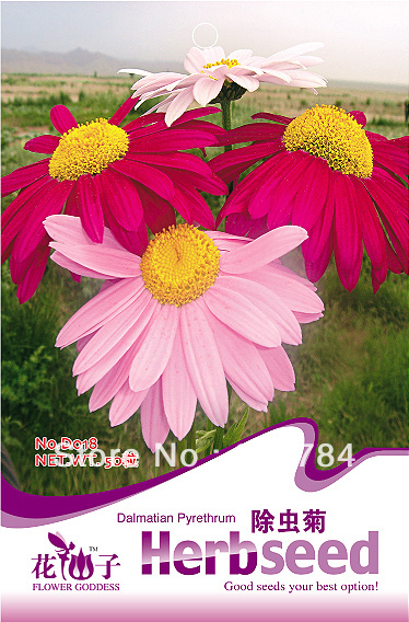 Free-Shipping-Dalmatian-pyrethrum-seeds-flower-seeds-for-home-font-b-garden-b-font-diy.jpg