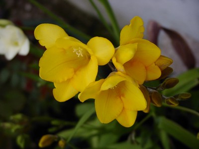 Freesia%20%20amarilla%20400.jpg