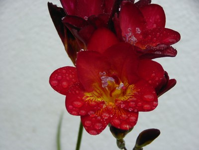 Freesia%20%20Roja%2002%20400.jpg