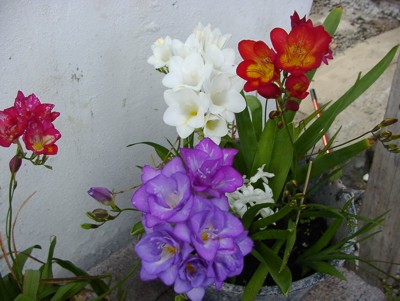 Freesia%20varias%20400.jpg