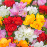 freesia-double-mixed-1_compact_cropped.jpg