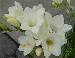 freesia-hybrida-blancas.jpg