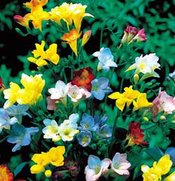 freesia-hybrida.jpg
